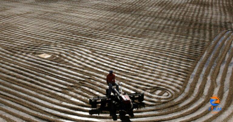 Brazil coffee harvest starts in the heart of its biggest city | Eat/Drink