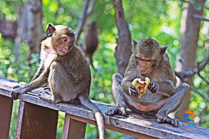 Deprived of food source from tourists, hungry Bali monkeys raid homes : The Tribune India