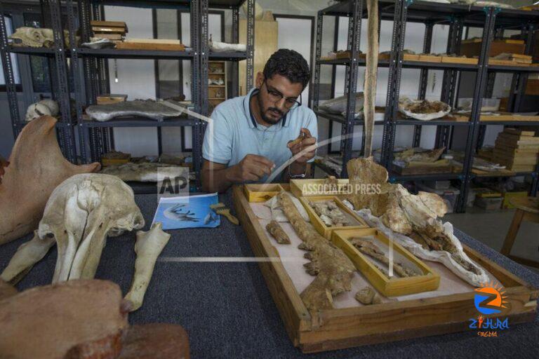 Egypt team identifies fossil of land-roaming whale species | News