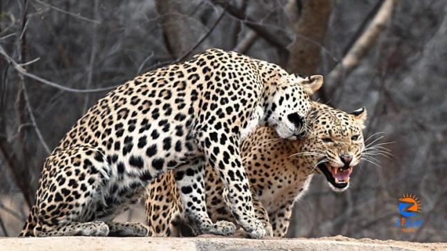 Leopard safaris: Spotting the spotted cats – The Big Story News