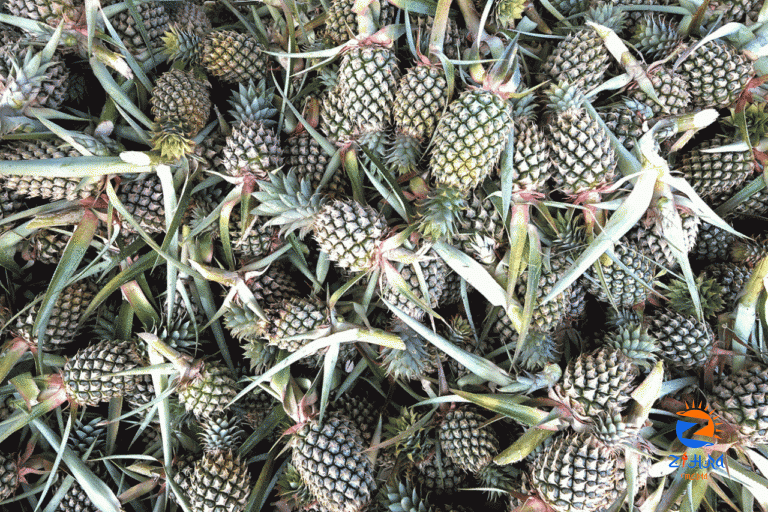 Board aims to raise income of pineapple growers up tp RM8,000 a month