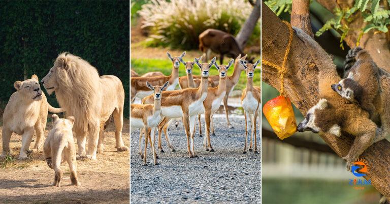 Dubai Safari Park reopens for a new season on September 27