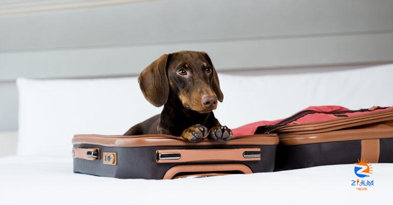 Staycation at this stunning hotel which is now dog-friendly