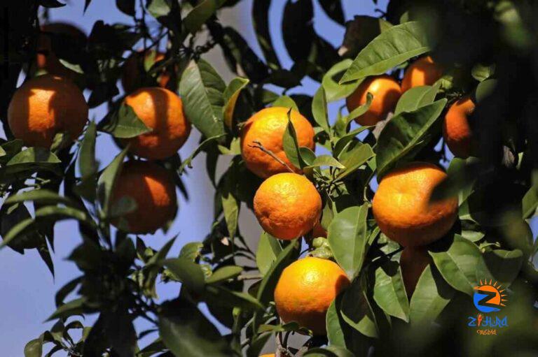 Egypt tops world in orange exports: Volume of agricultural exports in 2020