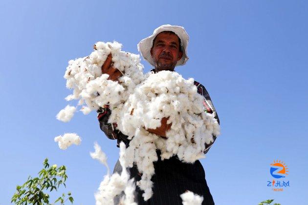 Egypt’s cotton prices jump to record as gov’t promotes textile industry