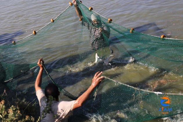 Aquaculture research lab helps increase Egypt’s fish production