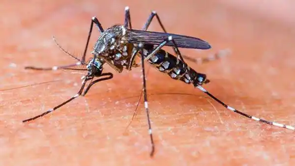 WHO approves world’s first malaria vaccine