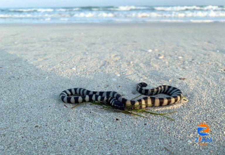 You might find sea snakes on Abu Dhabi beaches – News