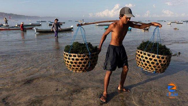 Govt Plans to Establish Seaweed Farming Villages in Eastern Indonesia