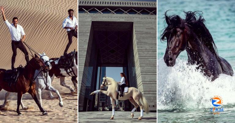 Riders perform gravity-defying stunts on show horses in Dubai