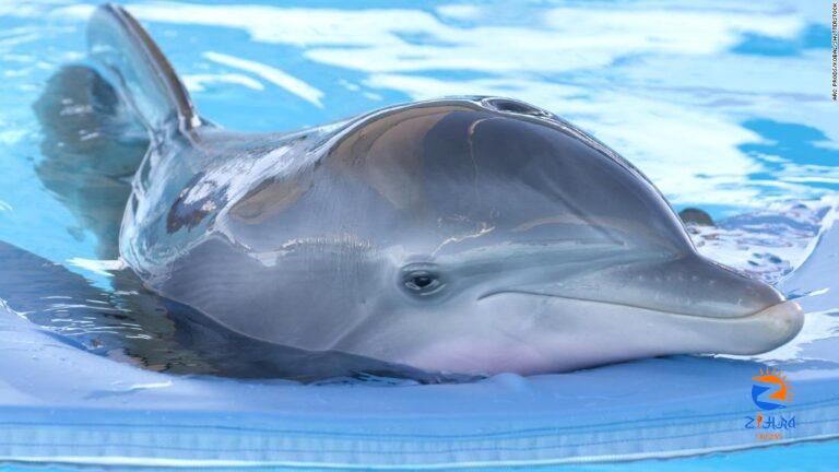 Winter the dolphin, beloved ‘Dolphin Tale’ animal, has died