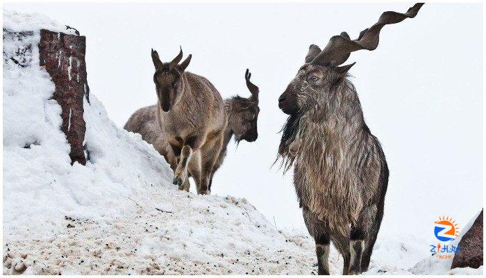 Pakistan fetches record-high revenue through markhor trophy hunting