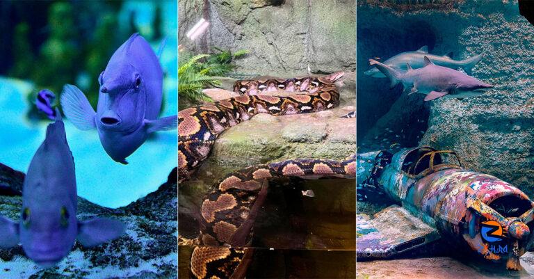 The National Aquarium Abu Dhabi will open its doors on November 12