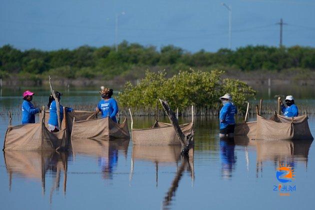 Restoring Mexico’s Mangroves Can Shield Shores, Store Carbon