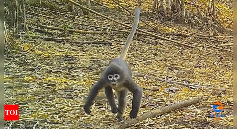 Ghostly monkey, succulent bamboo among new species in Mekong