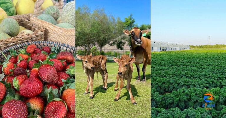 Did you know you can visit these farm shops in the UAE?