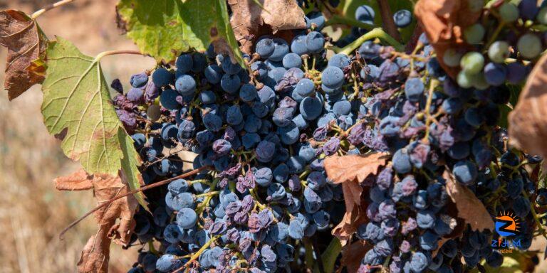 Winemakers in Southern Europe Grapple With Extreme Weather