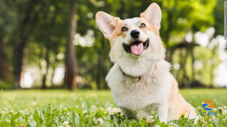 Dogs’ eyes well up with tears of joy when reunited with their owners