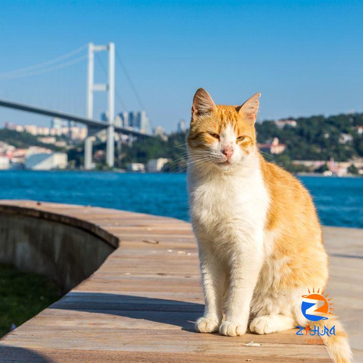 Geçmişten Günümüze İstanbul’un ve İstanbulluların Kedi Sevgisi Hakkında 5 Bilgi | Blog