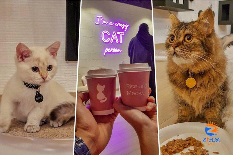 Vibrissae Cat Cafe Dubai: Cats, Cuddles, and Coffee