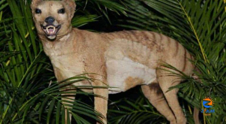 Scientists are working to bring back the Tasmanian tiger, an animal extinct since the 1930s