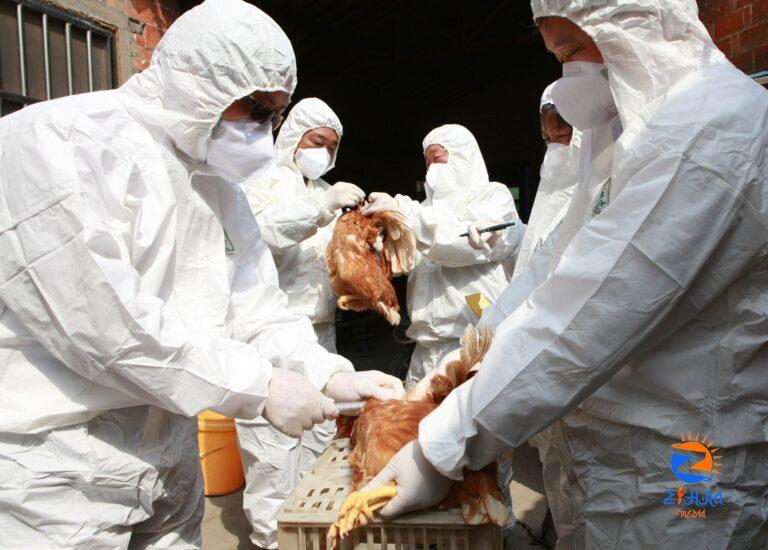 Bird flu isn’t a direct threat to humans yet, experts say, but they’re keeping a close eye on the virus