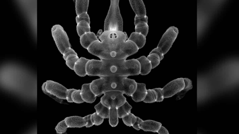 Wait, what? Sea spiders can regrow not just limbs, but these amputated body parts too