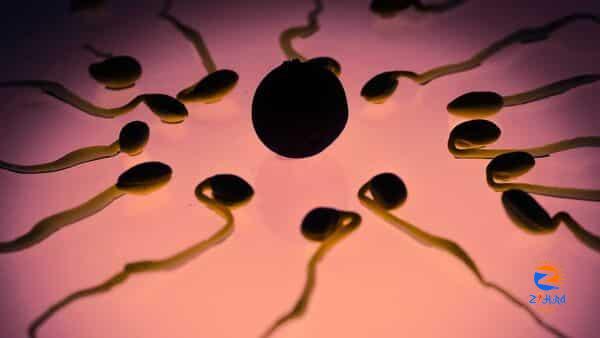 Male birth control stopped sperm in mice, study found