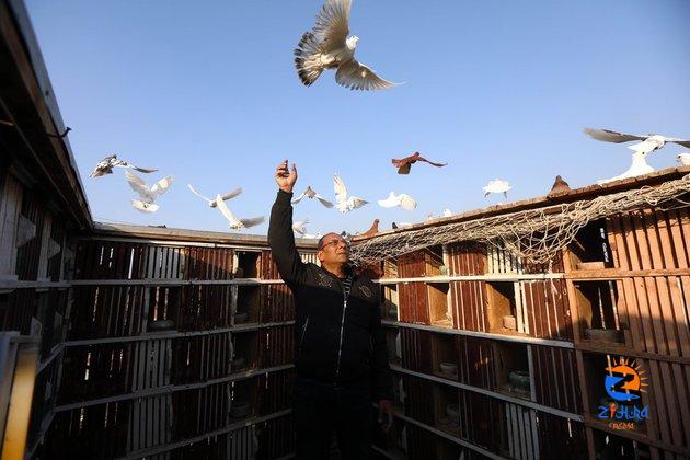 Raising pigeons on rooftop remains unique hobby, business in Egypt