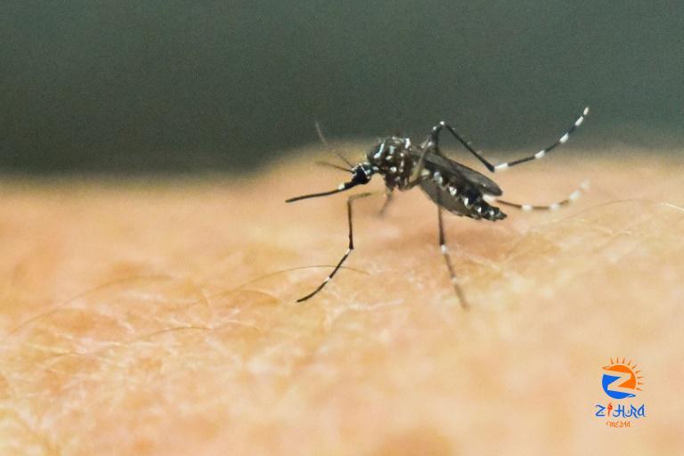 Eight dengue cases recorded in Sibu so far this year