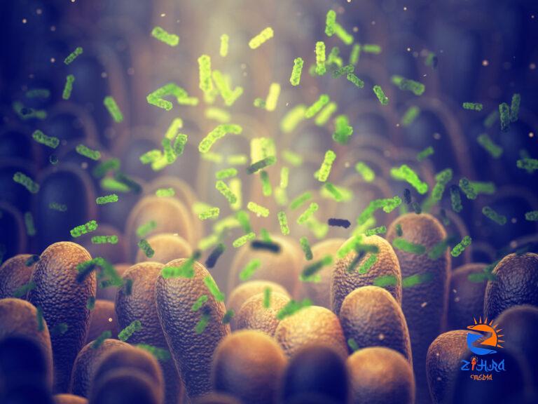 COVID-19 Disrupts Gut Microbes | NIH News in Health