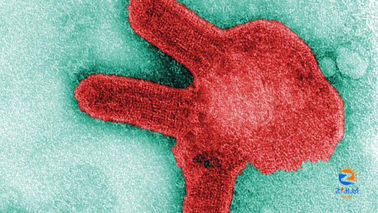 Saudi Arabia issues warning over Marburg virus