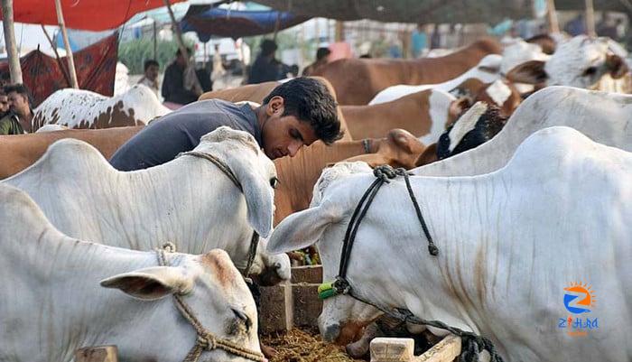 Where will cattle markets be set up in Karachi?