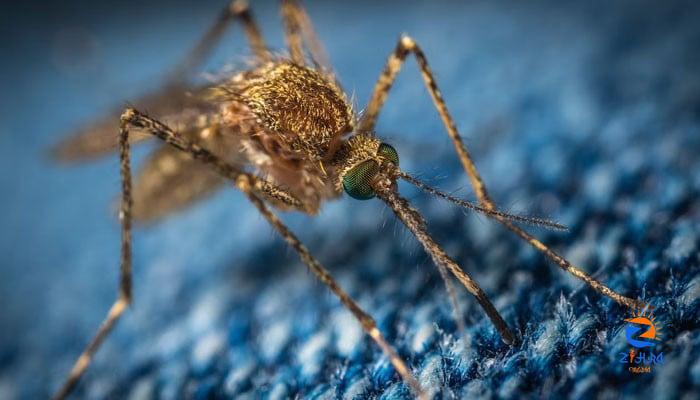 Tips for avoiding mosquitoes this summer