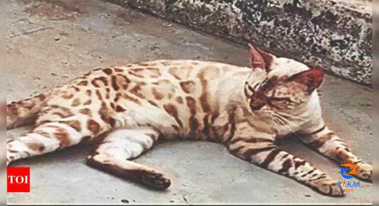 ‘Bengal cat’ lost in transit, transport company to pay Rs 1.6 lakh | India News