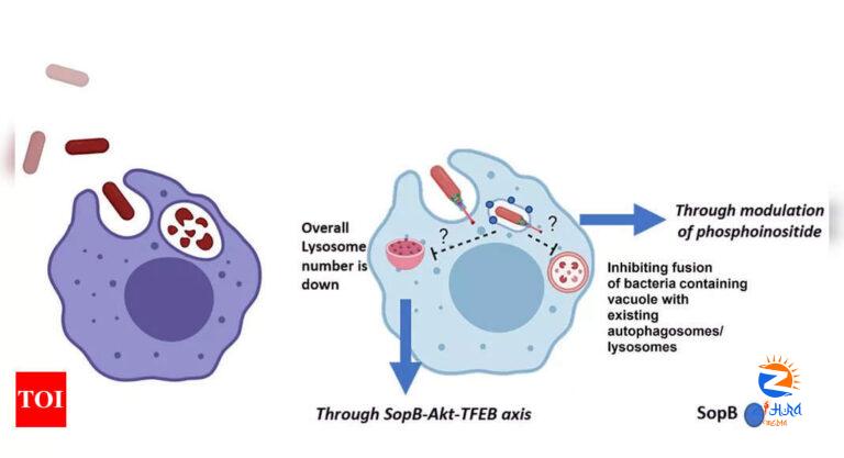 Like thieves evading capture, disease-causing Salmonella tricks host’s immune system