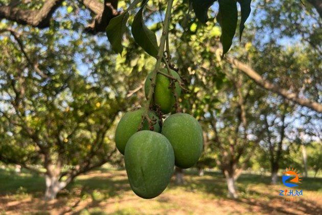 Bhopali ‘Dahiyar’ mango has huge demand abroad, says Fruit Research Centre scientist