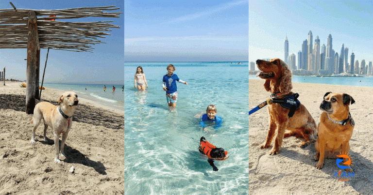 6 gorgeous dog-friendly beaches in the UAE