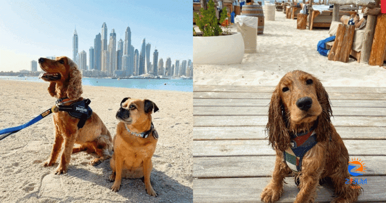 Six tips to keep your pets cool through a scorching Dubai summer