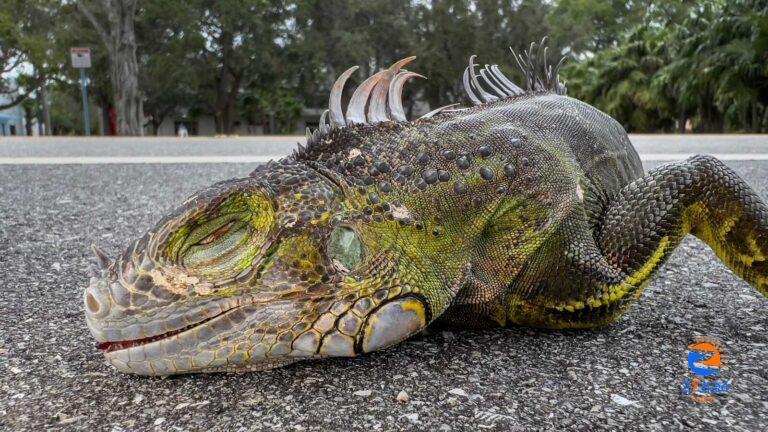 Iguanas spotted plopping onto F1 Miami track