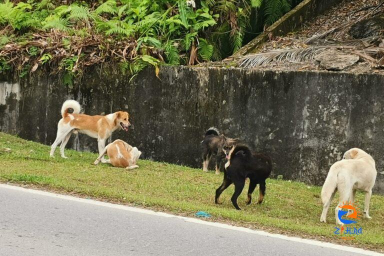 Mass culling last resort for complacent pet owners