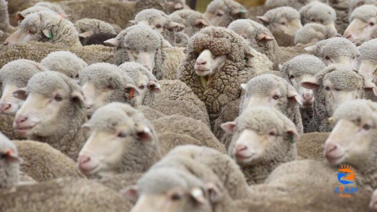 New Zealand sheep outnumber people less than 5 to 1, a record low