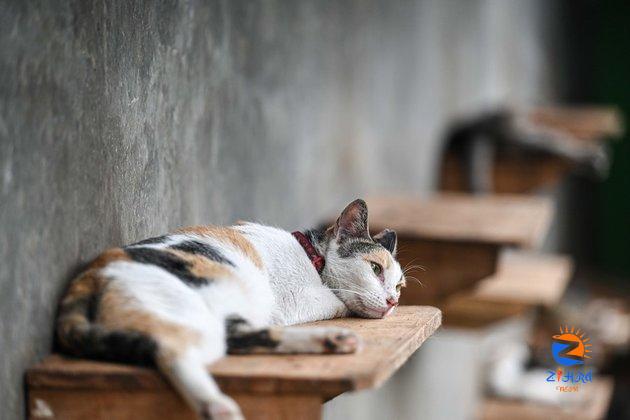 Loving stray cat shelter in Indonesia