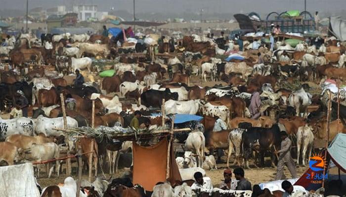 How safe is a trip to Karachi’s largest cattle market?