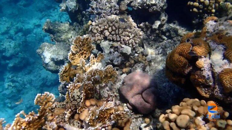 Black Sea urchins have disappeared from the Gulf of Aqaba. Their loss could kill off an entire coral reef