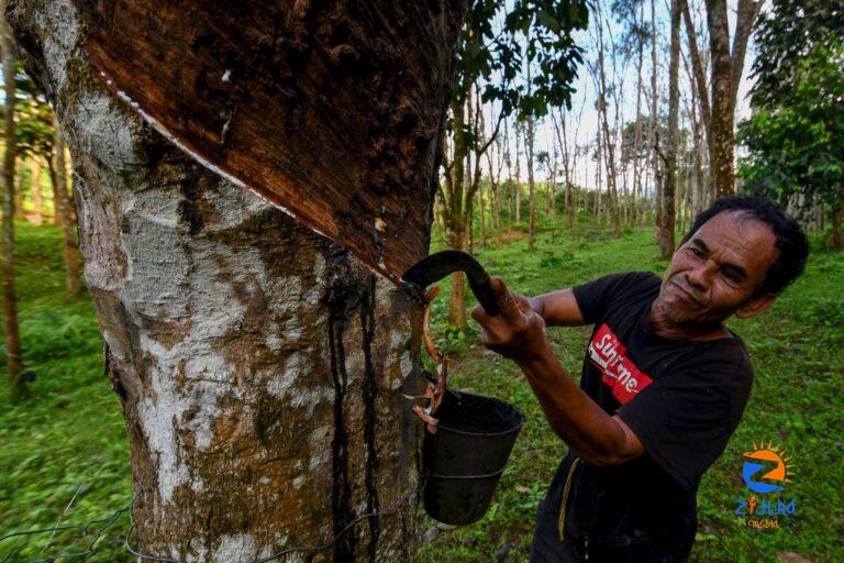 Aid for rubber tappers, smallholders during hot spell under focus