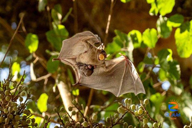 Bats suffer hearing loss too, but how they adapt may help humans