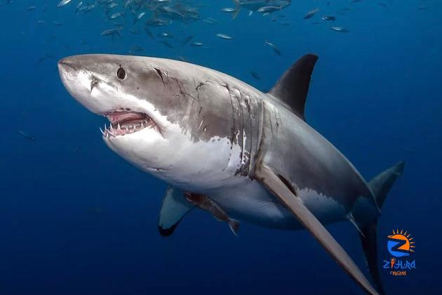 Officials say Russian swimmer killed by shark in Egyptian waters