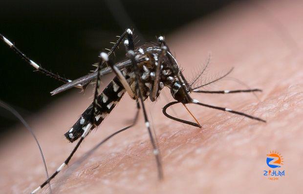 Dengue cases up by 7.9pc last week, three deaths recorded