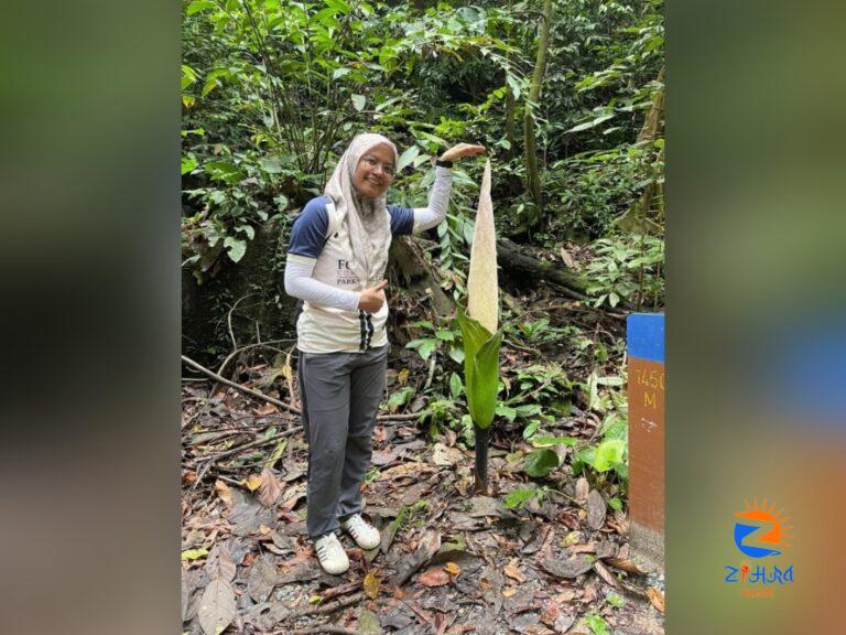 Corpse flower in rare bloom at Kubah National Park